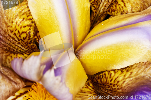Image of Iris