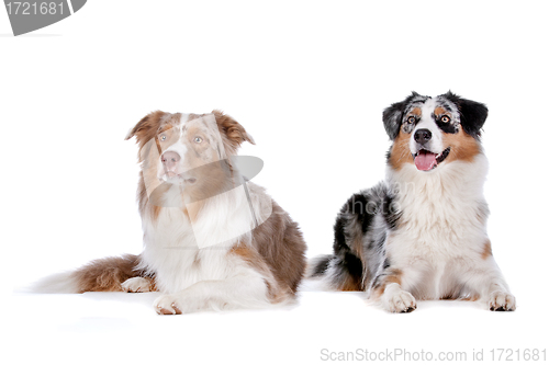 Image of Two Australian Shepherd dogs