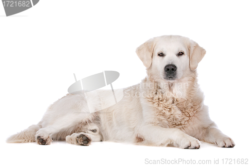 Image of Golden Retriever