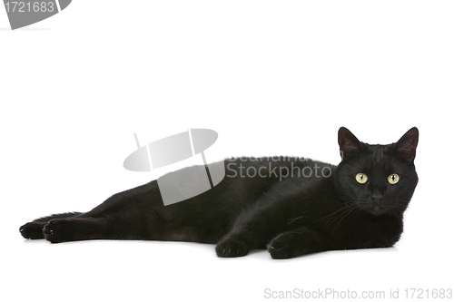 Image of cat