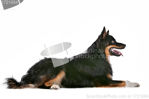 Image of Border Collie