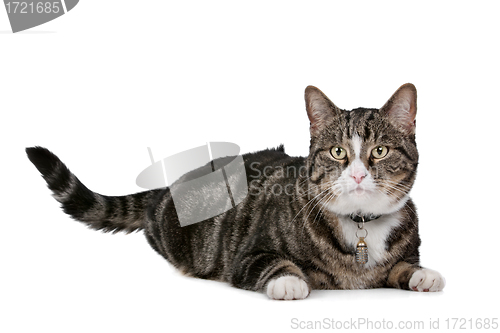 Image of cat