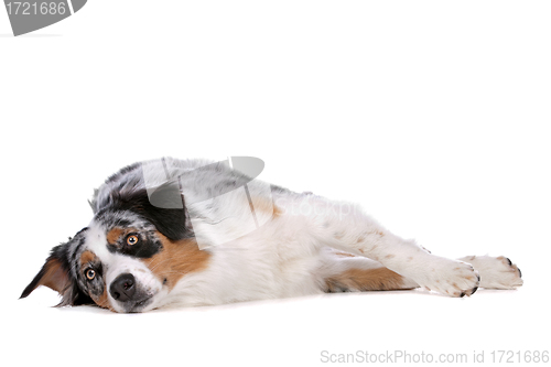 Image of Australian shepherd