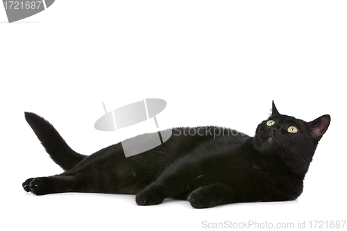 Image of cat