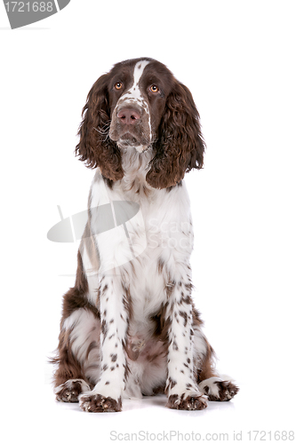 Image of Springer Spaniel