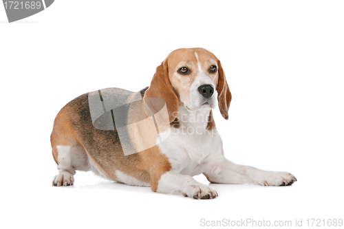 Image of Beagle
