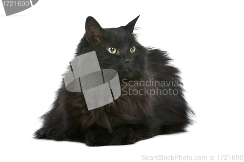 Image of cat