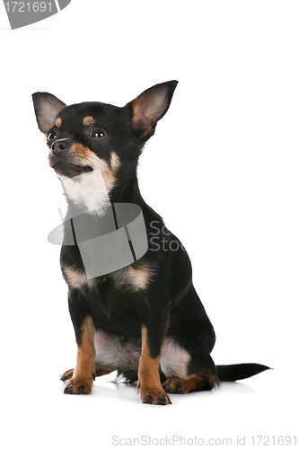 Image of Chihuahua dog