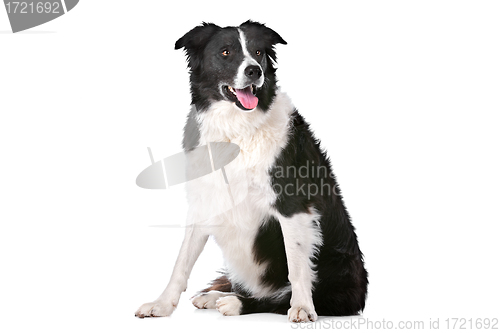 Image of Border Collie