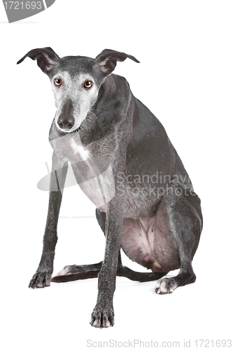 Image of Old greyhound