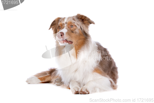 Image of Australian shepherd