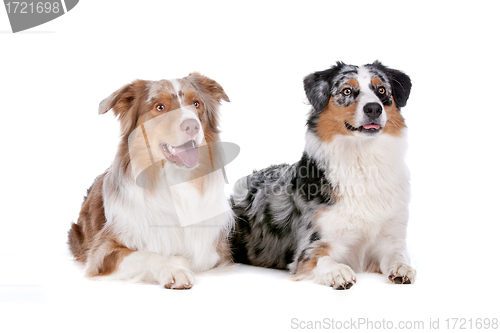 Image of Two Australian Shepherd dogs