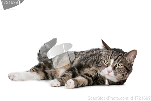 Image of cat