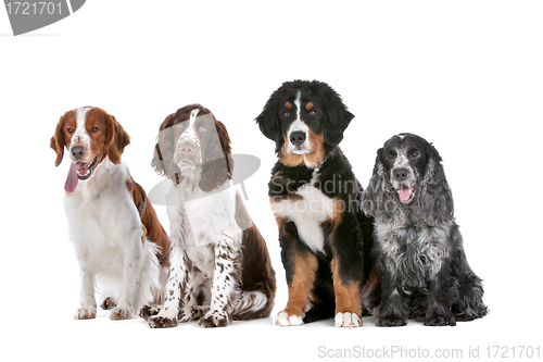Image of four dogs in a row