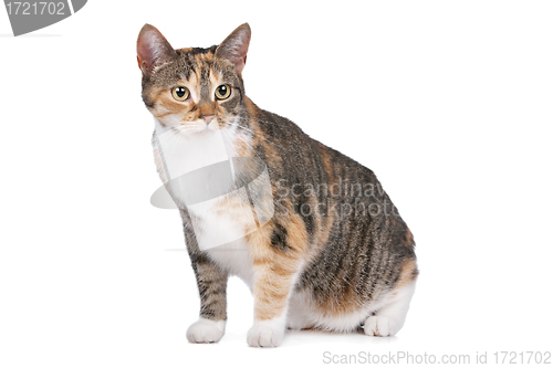 Image of cat