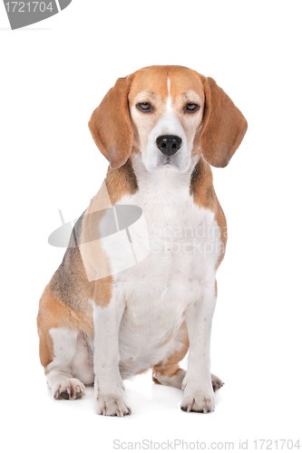 Image of Beagle