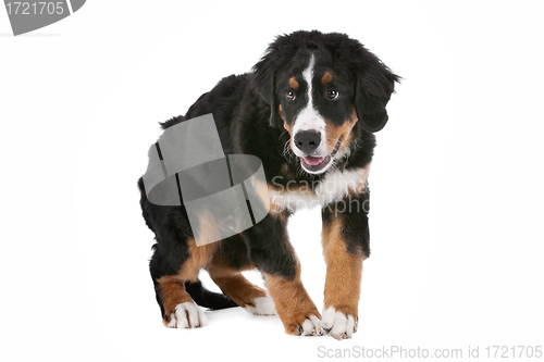 Image of Bernese Mountain Dog puppy