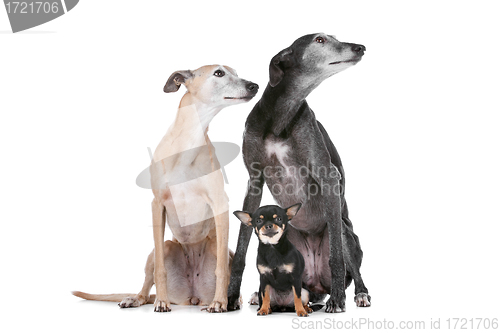 Image of two greyhounds and a chihuahua