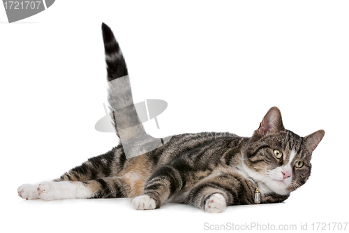 Image of cat