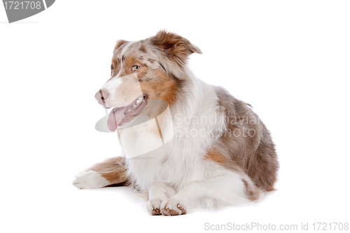 Image of Australian shepherd