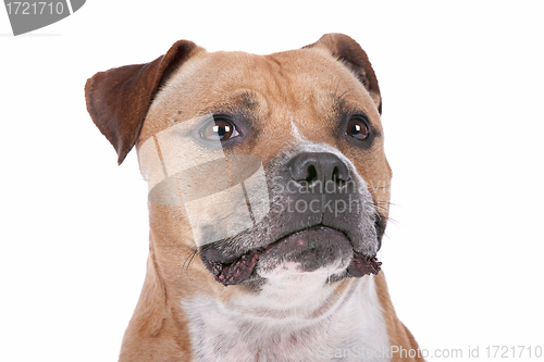 Image of staffordshire bull terrier