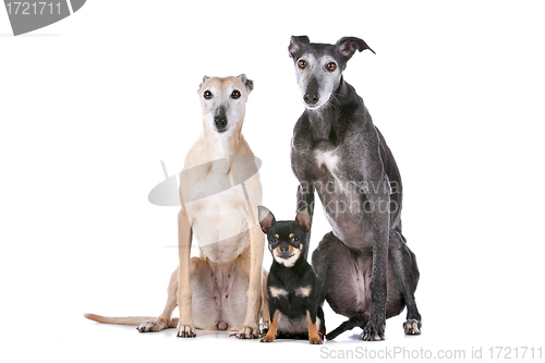 Image of two greyhounds and a chihuahua