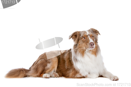 Image of Australian shepherd
