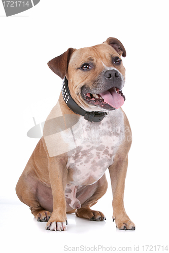 Image of staffordshire bull terrier