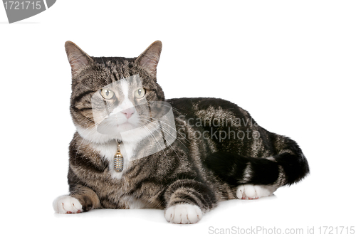 Image of cat