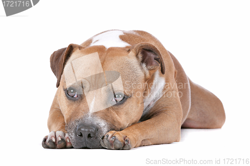 Image of staffordshire bull terrier