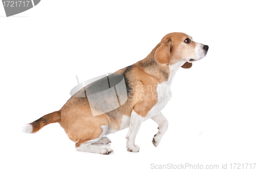 Image of Beagle