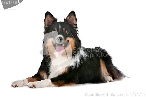 Image of Border Collie