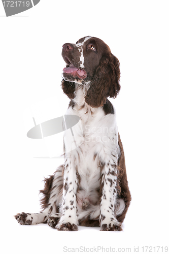 Image of Springer Spaniel