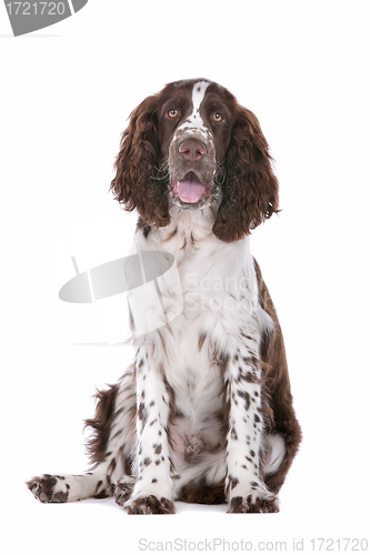 Image of Springer Spaniel