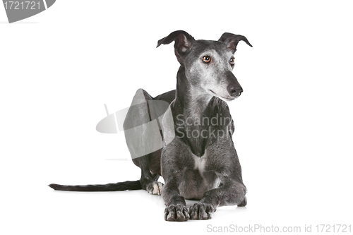 Image of Old greyhound