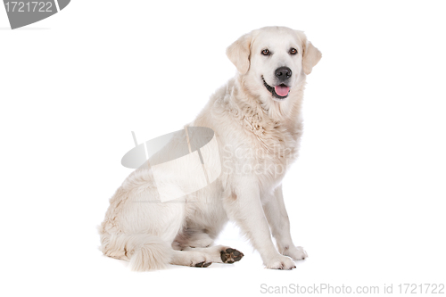 Image of Golden Retriever