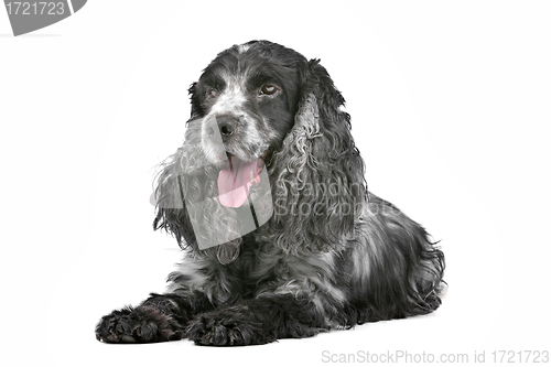 Image of blue roan cocker spaniel