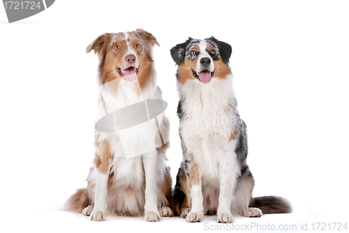 Image of Two Australian Shepherd dogs