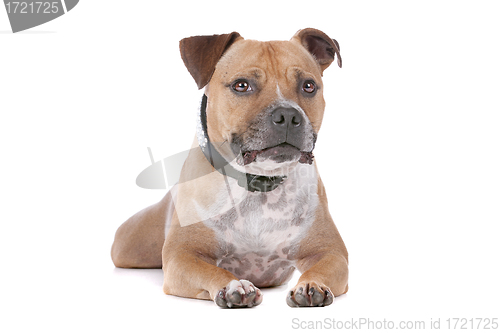 Image of staffordshire bull terrier