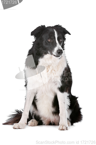 Image of Border Collie