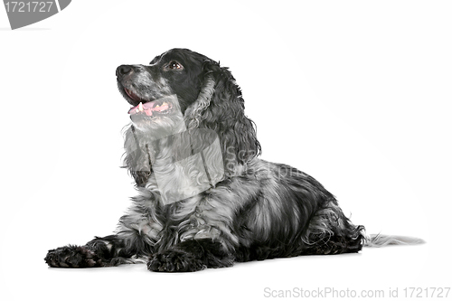 Image of blue roan cocker spaniel