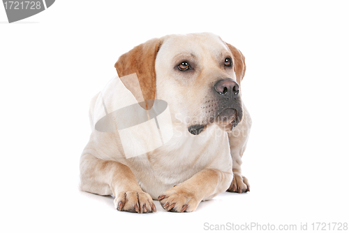 Image of Labrador Retriever
