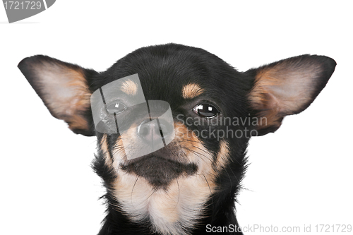 Image of Chihuahua dog