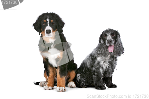 Image of two dogs