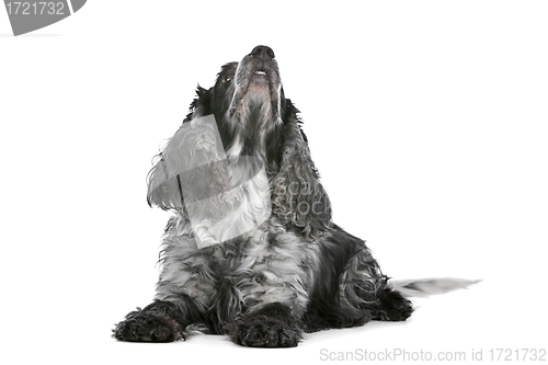 Image of blue roan cocker spaniel