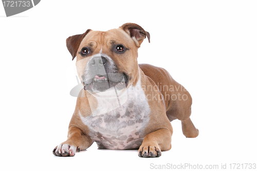 Image of staffordshire bull terrier