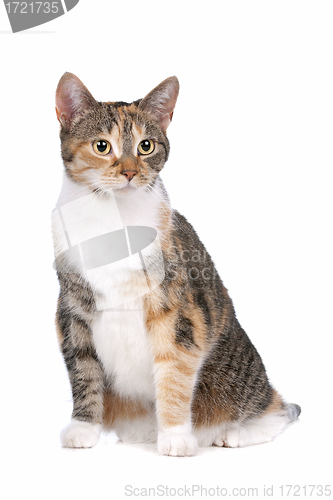 Image of cat