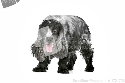 Image of blue roan cocker spaniel