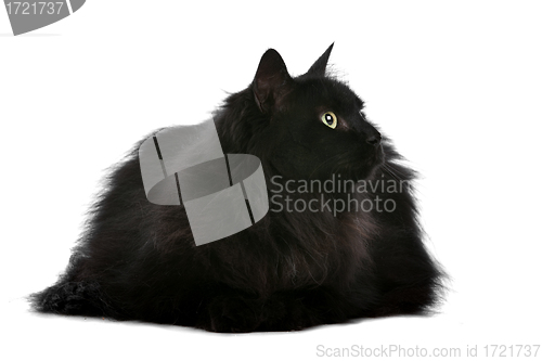 Image of cat