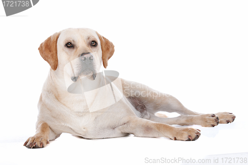 Image of Labrador Retriever